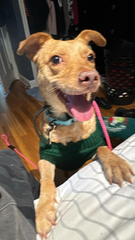 Enlarge Trent Tonatiuh, a Adoptable mixed breed in Saugus, MA image 4/6