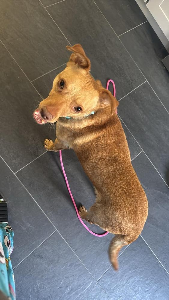 Enlarge Trent Tonatiuh, a Adoptable mixed breed in Saugus, MA image 6/6