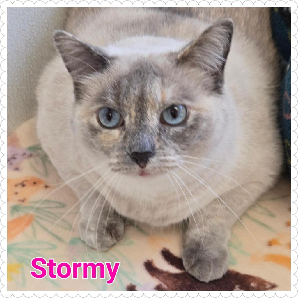 Stormy, a Adoptable mixed breed in North Saint Paul, MN image 1/6