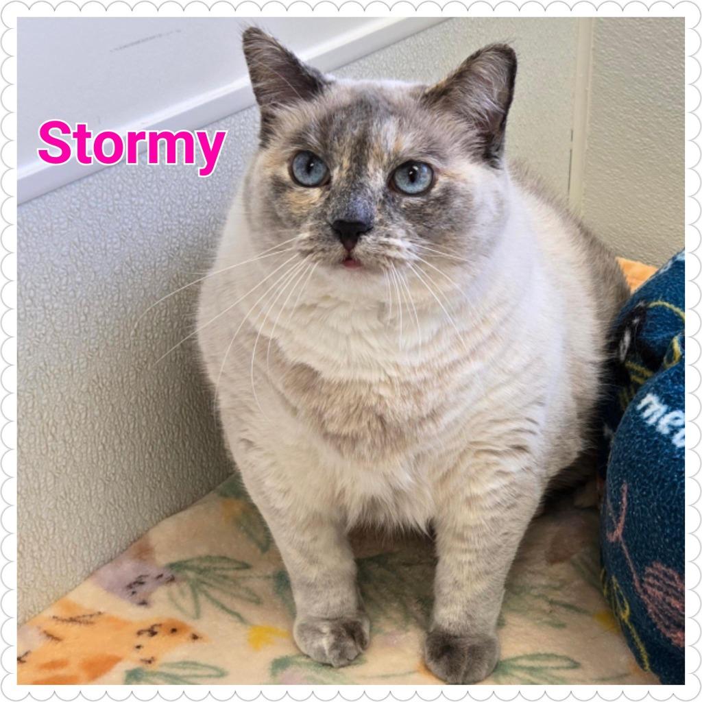 Stormy, a Adoptable mixed breed in North Saint Paul, MN image 2/6