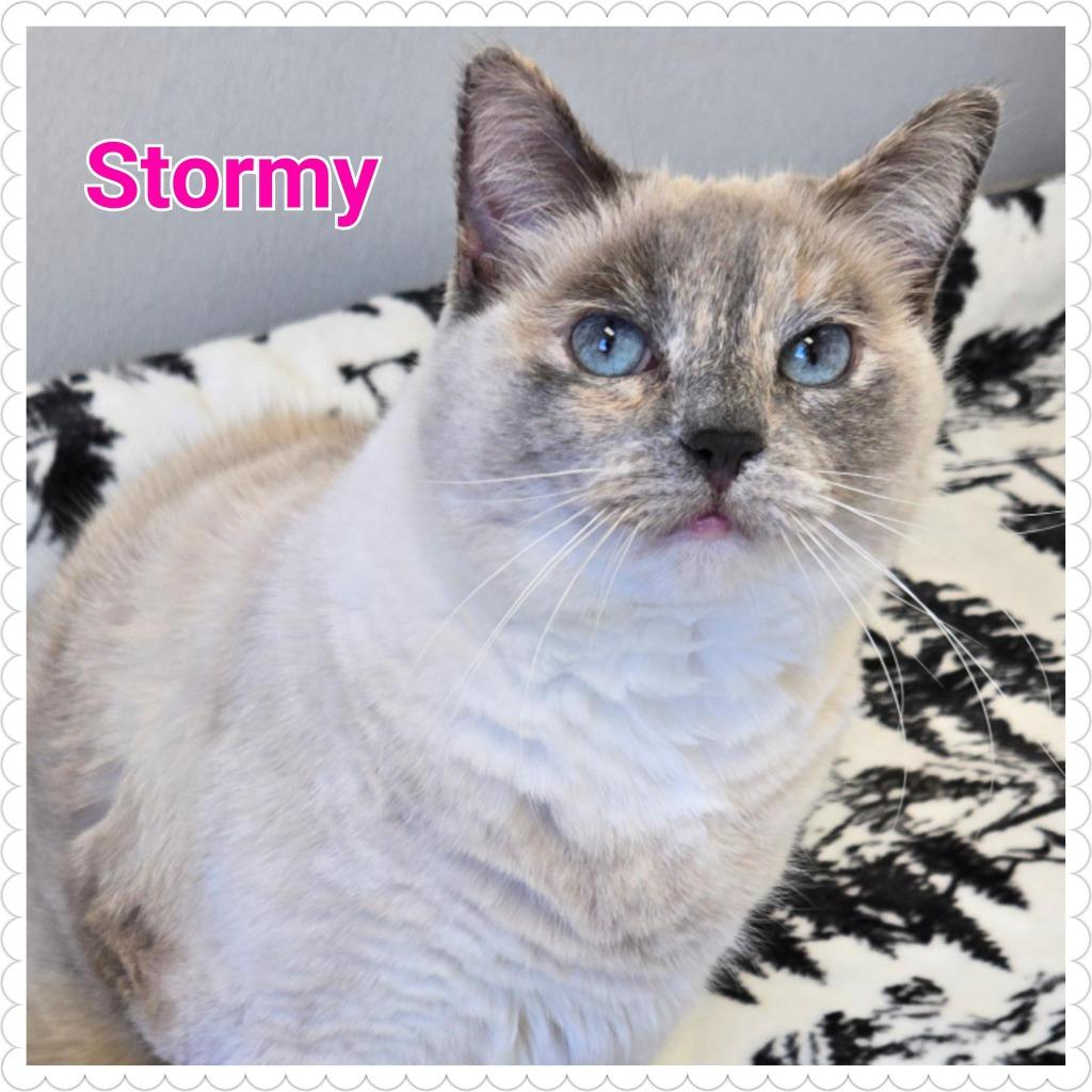 Stormy, Adoptable, Adult Female Domestic Medium Hair.