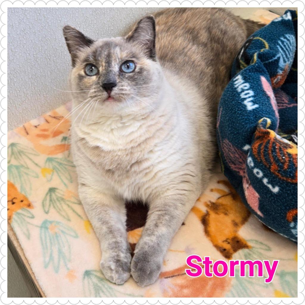Stormy, a Adoptable mixed breed in North Saint Paul, MN image 4/6