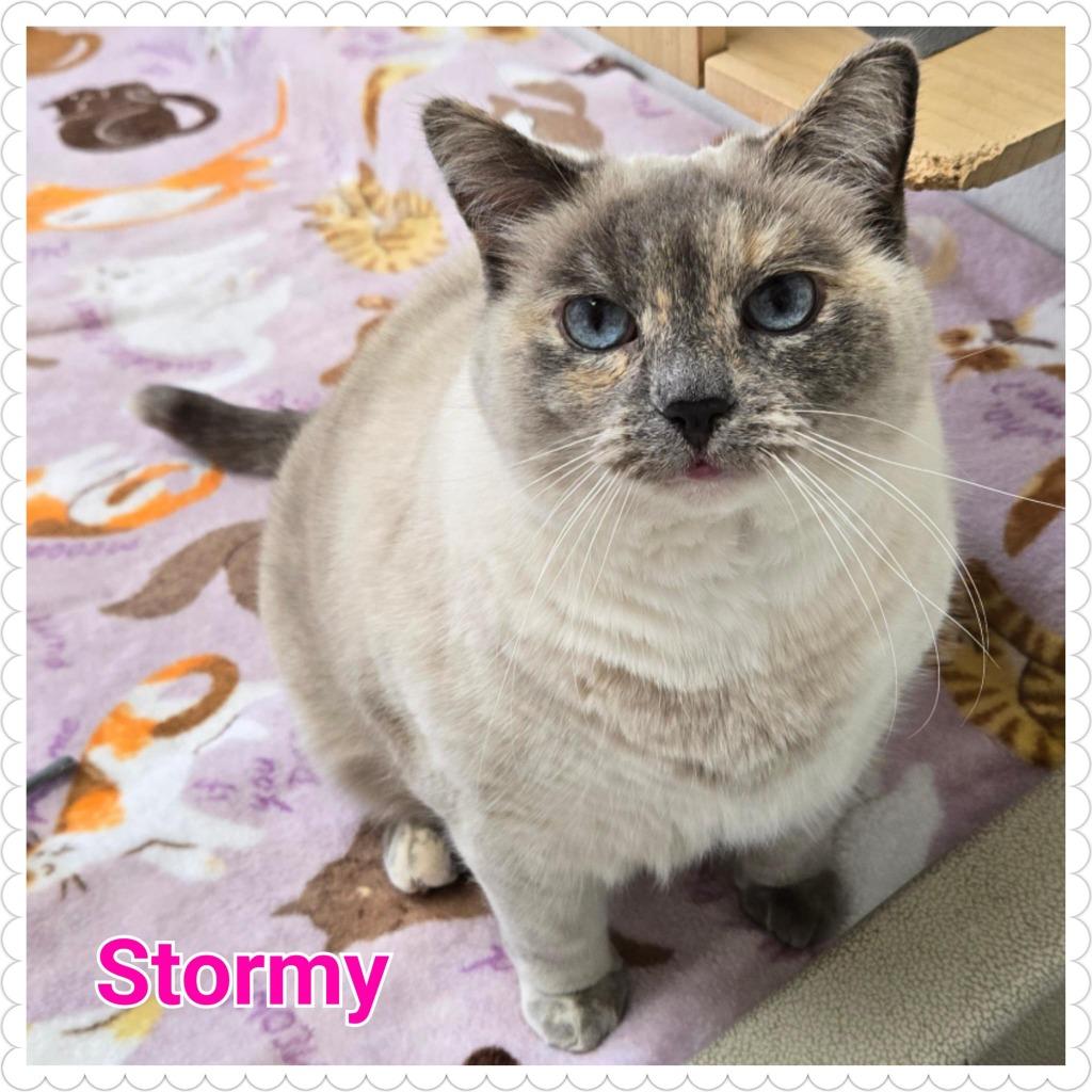 Stormy, a Adoptable mixed breed in North Saint Paul, MN image 5/6