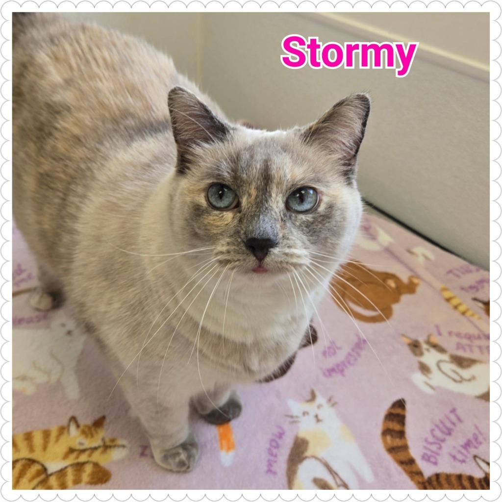 Stormy, a Adoptable mixed breed in North Saint Paul, MN image 6/6