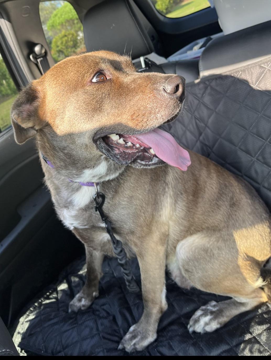 Chevy, a Adoptable mixed breed in Pembroke, MA image 5/6