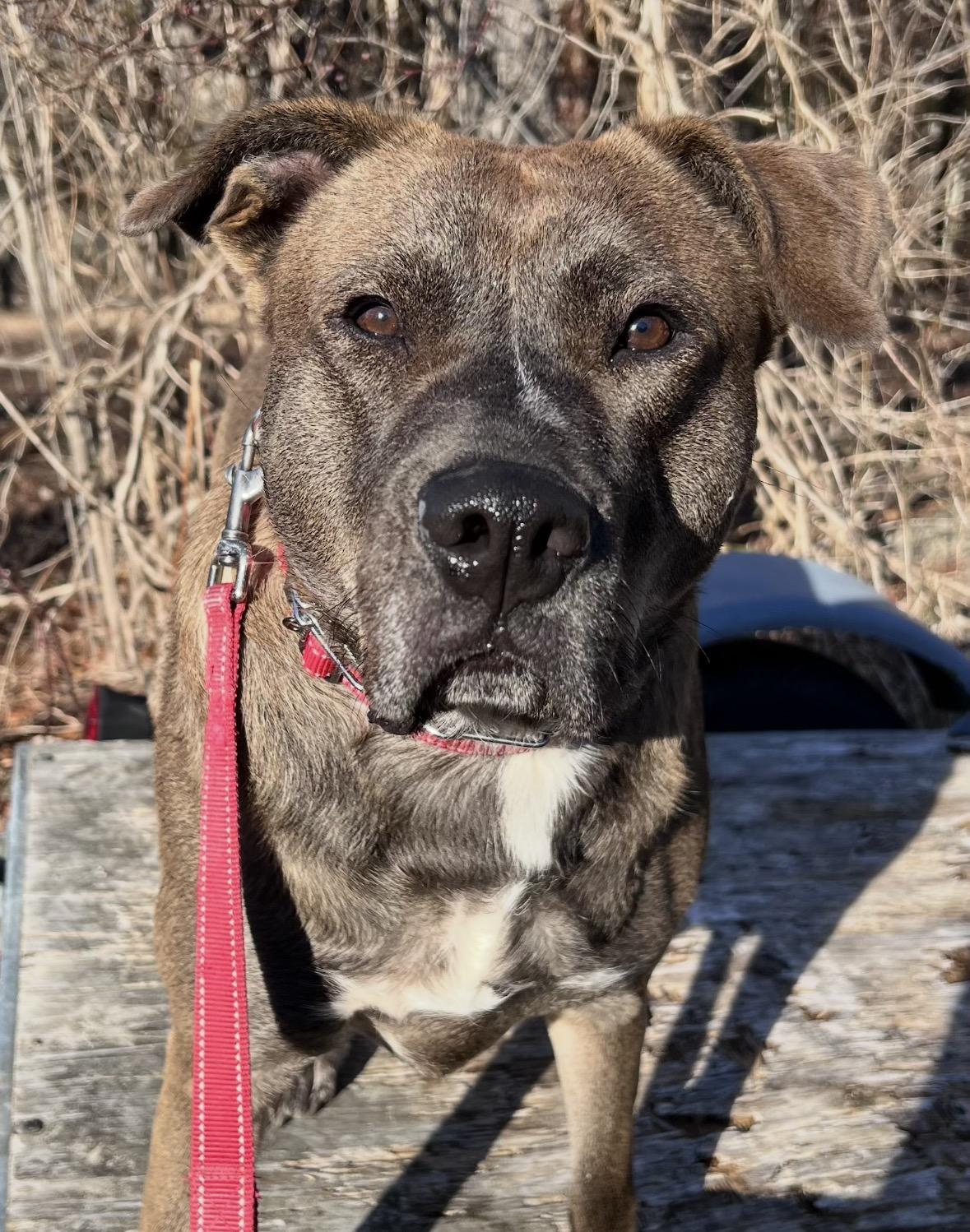 Chevy, a Adoptable mixed breed in Pembroke, MA image 1/6