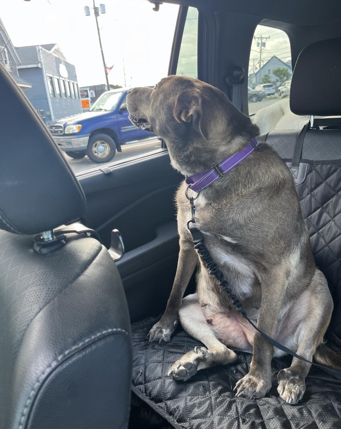 Chevy, a Adoptable mixed breed in Pembroke, MA image 4/6