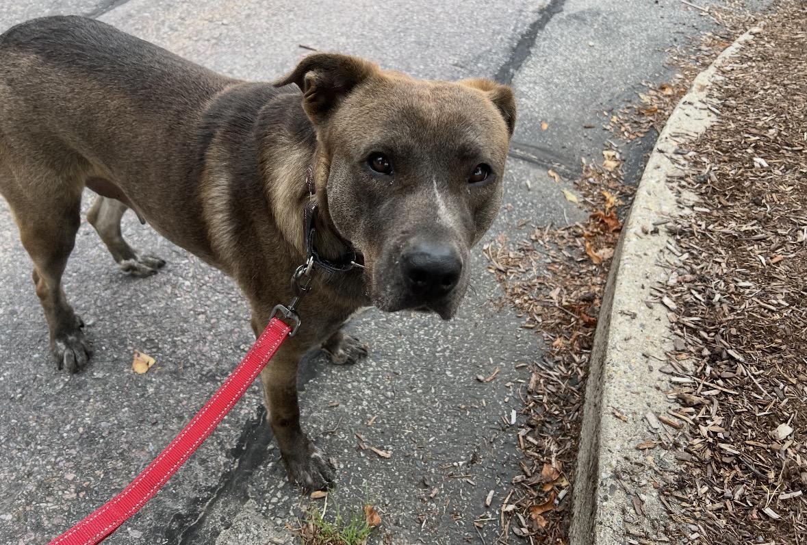 Chevy, a Adoptable mixed breed in Pembroke, MA image 2/6