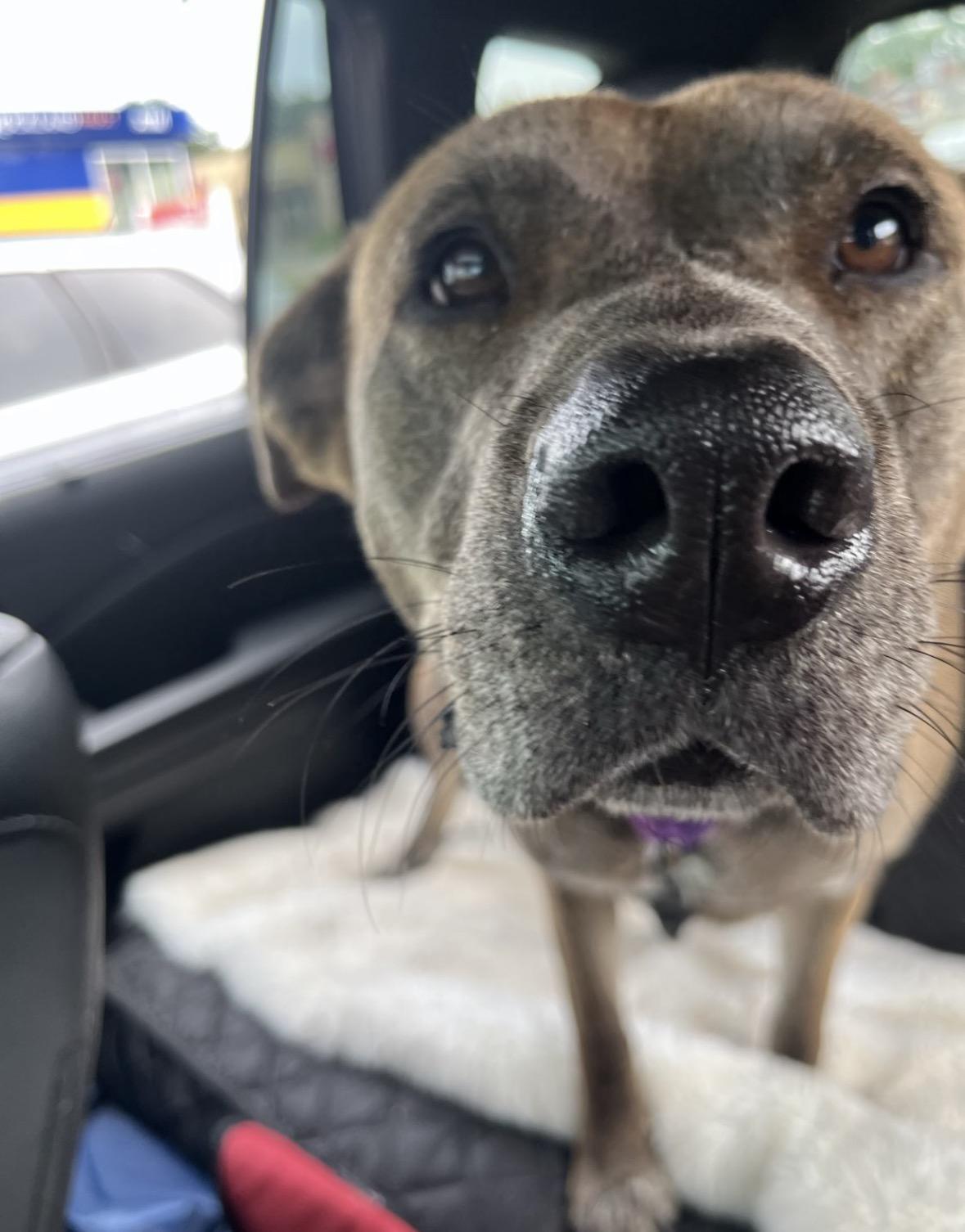 Chevy, a Adoptable mixed breed in Pembroke, MA image 3/6