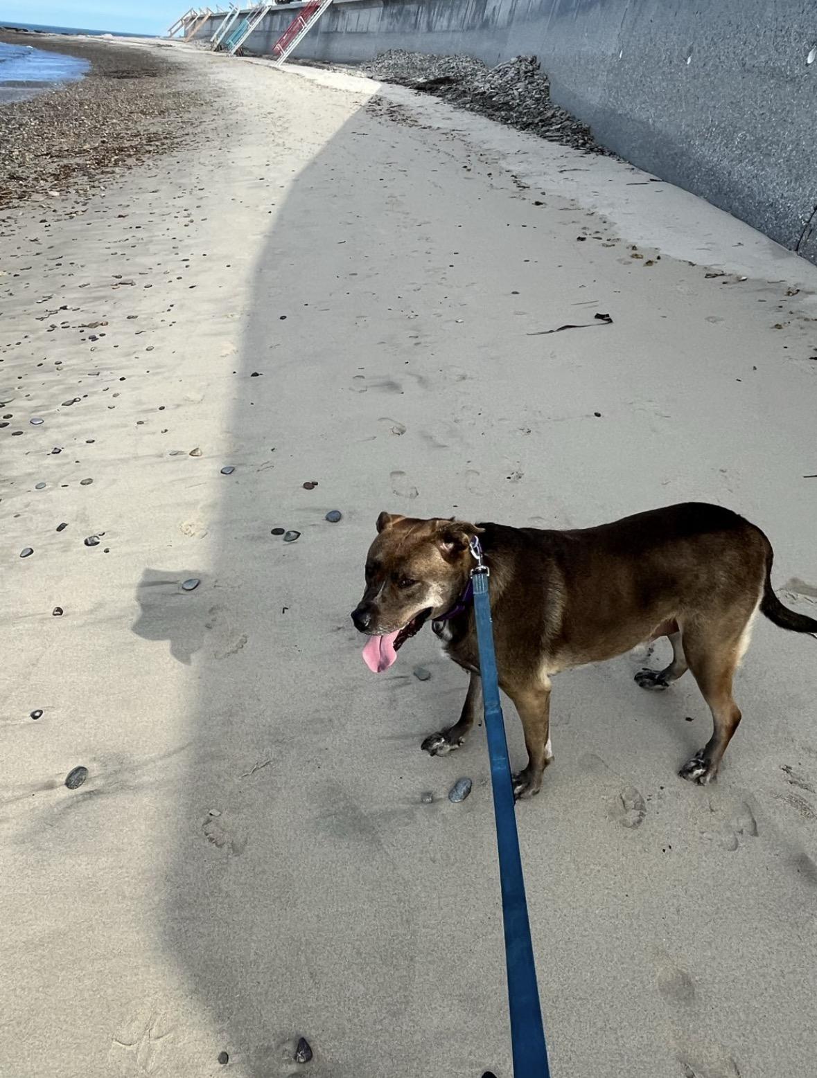 Chevy, a Adoptable mixed breed in Pembroke, MA image 6/6