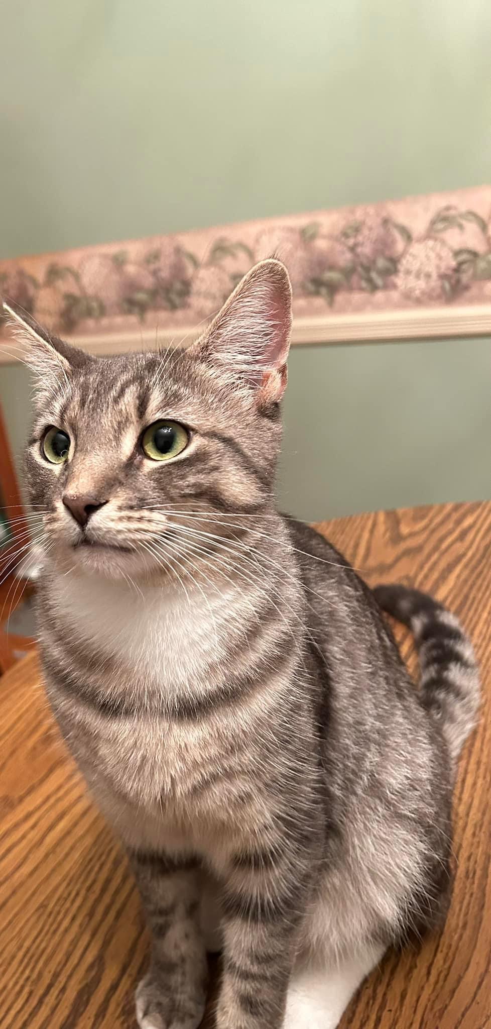 Enlarge Cozzy, a Adoptable mixed breed in Newark, NJ image 3/5