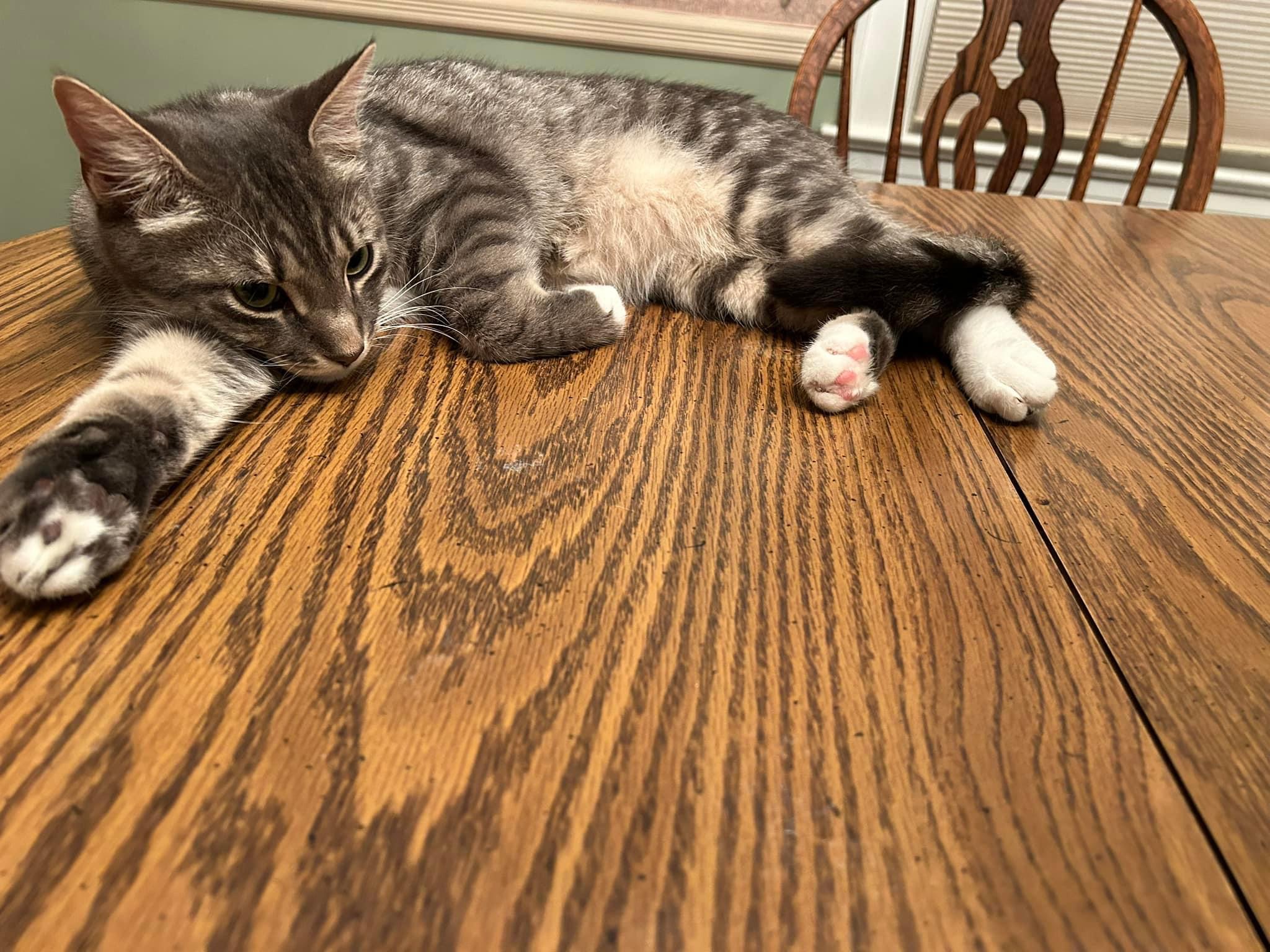 Enlarge Cozzy, a Adoptable mixed breed in Newark, NJ image 4/5