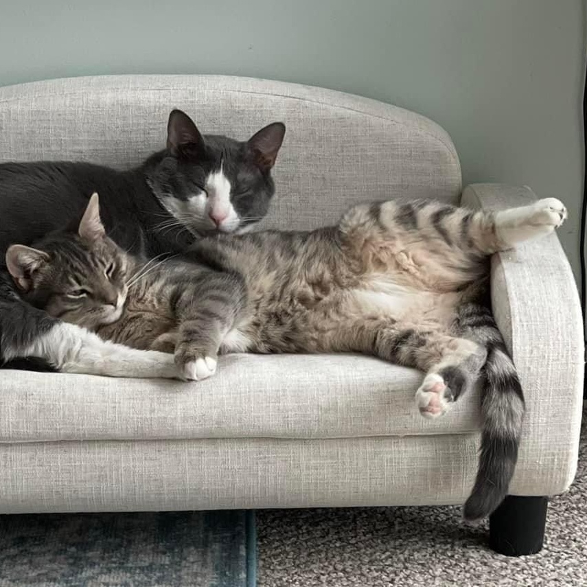 Enlarge Cozzy, a Adoptable mixed breed in Newark, NJ image 1/5