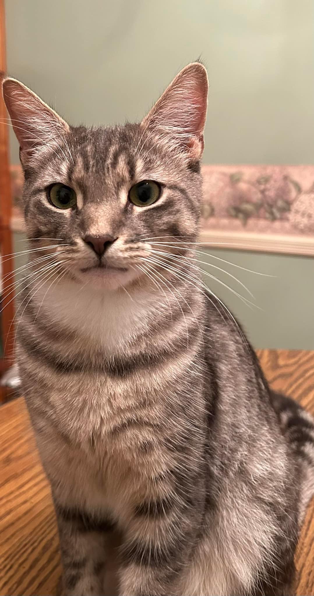 Enlarge Cozzy, a Adoptable mixed breed in Newark, NJ image 5/5