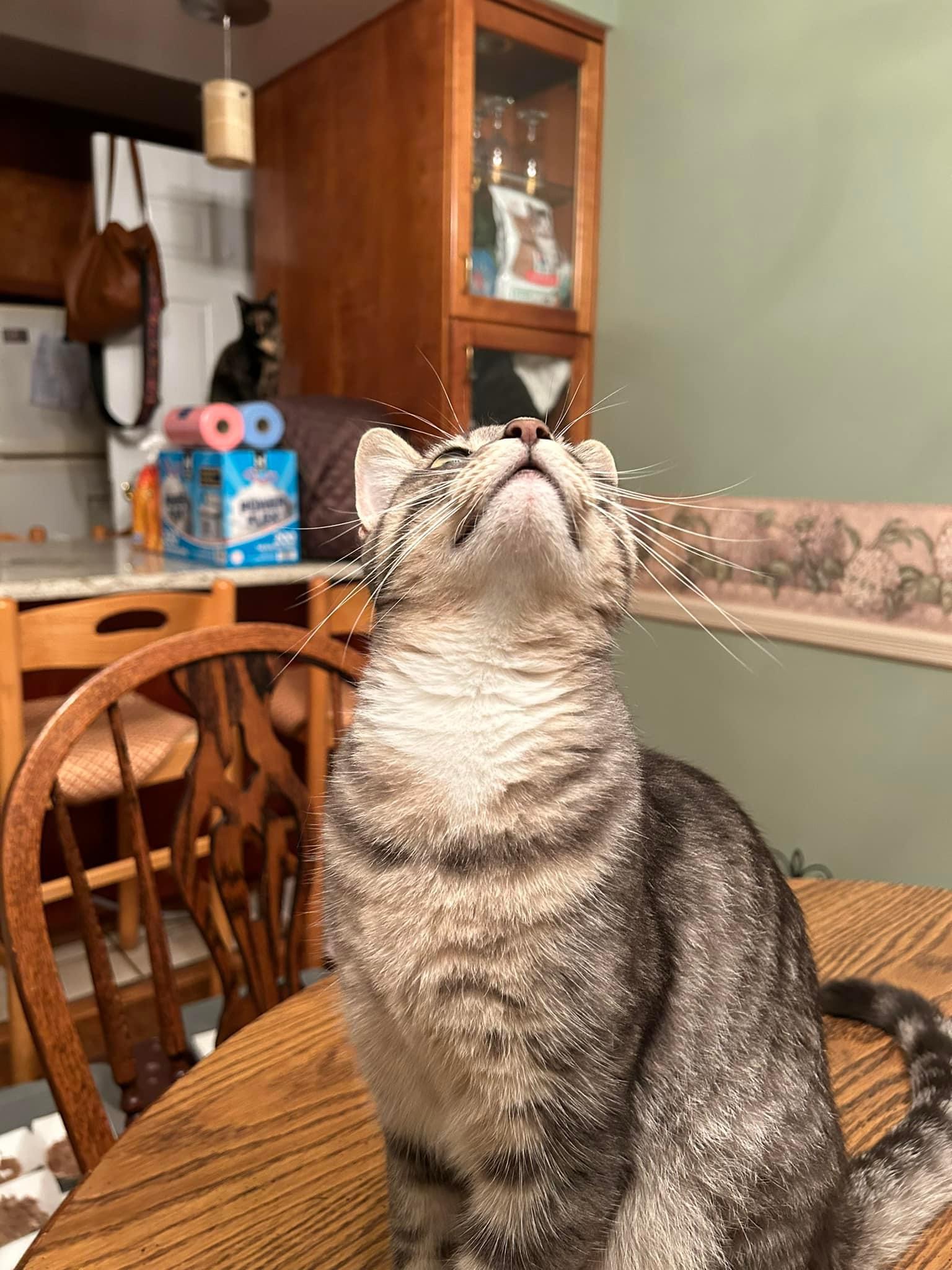 Enlarge Cozzy, a Adoptable mixed breed in Newark, NJ image 2/5