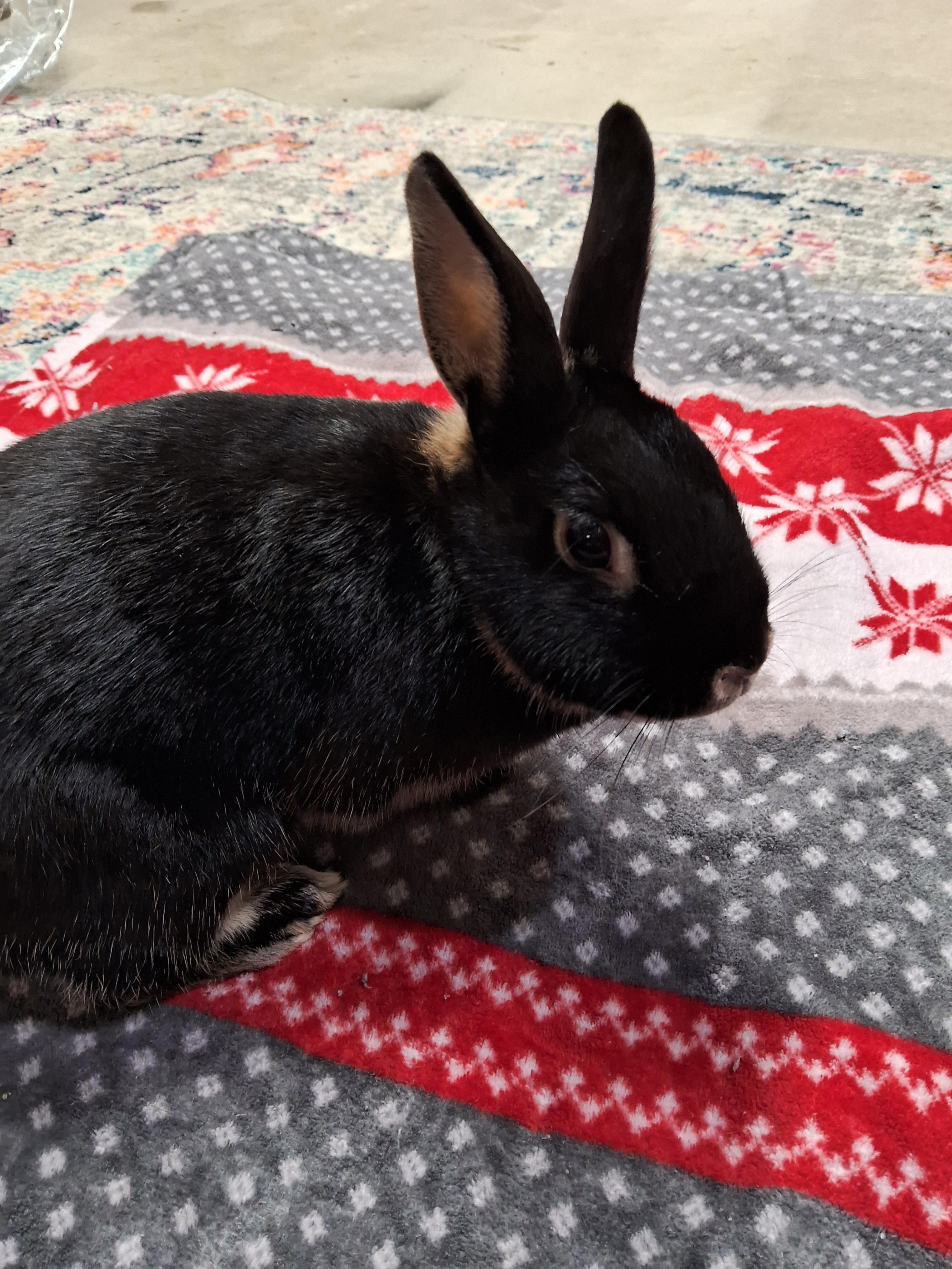 Enlarge Poppy, a Adoptable Tan in Grand Rapids, MI image 2/6