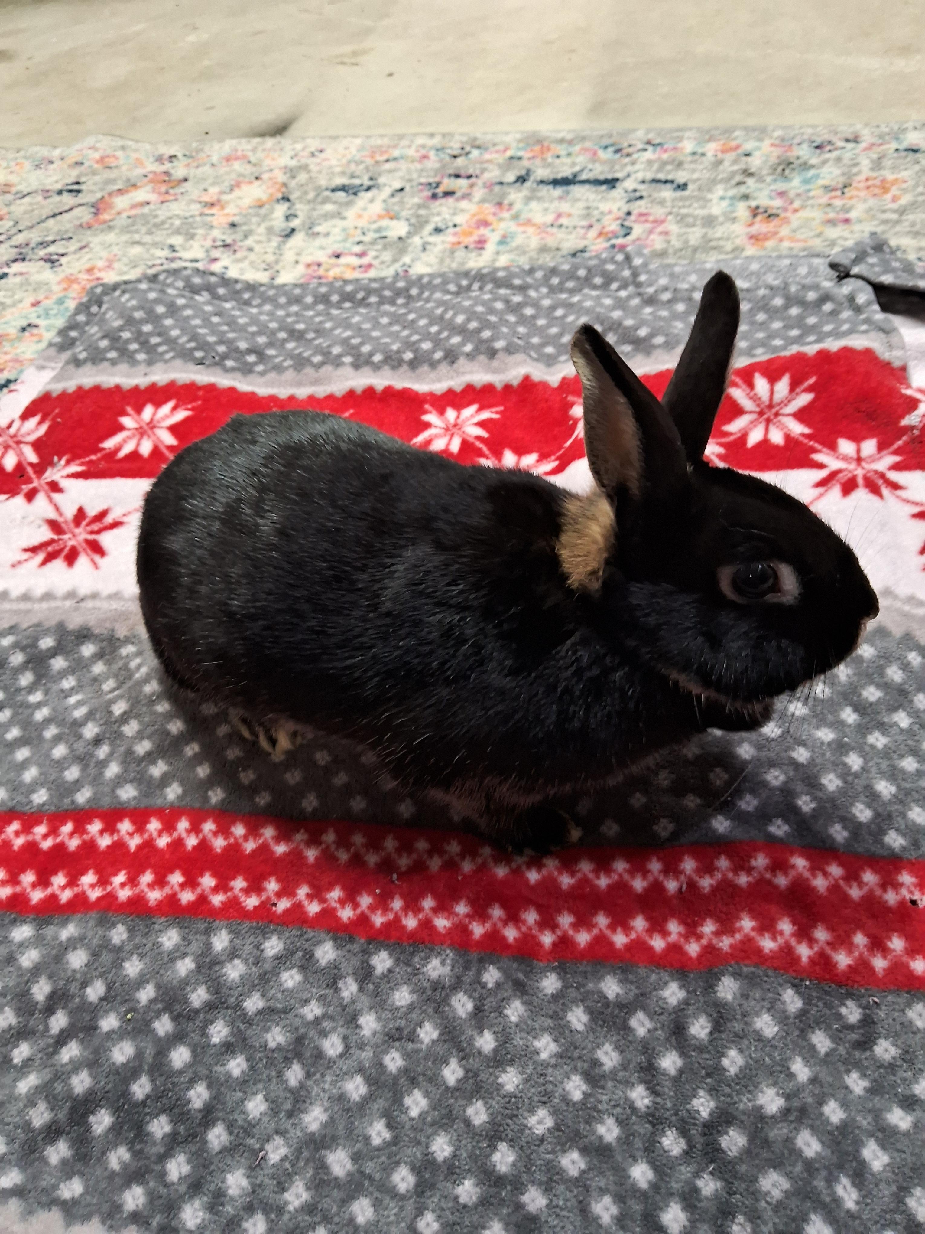 Enlarge Poppy, a Adoptable Tan in Grand Rapids, MI image 5/6