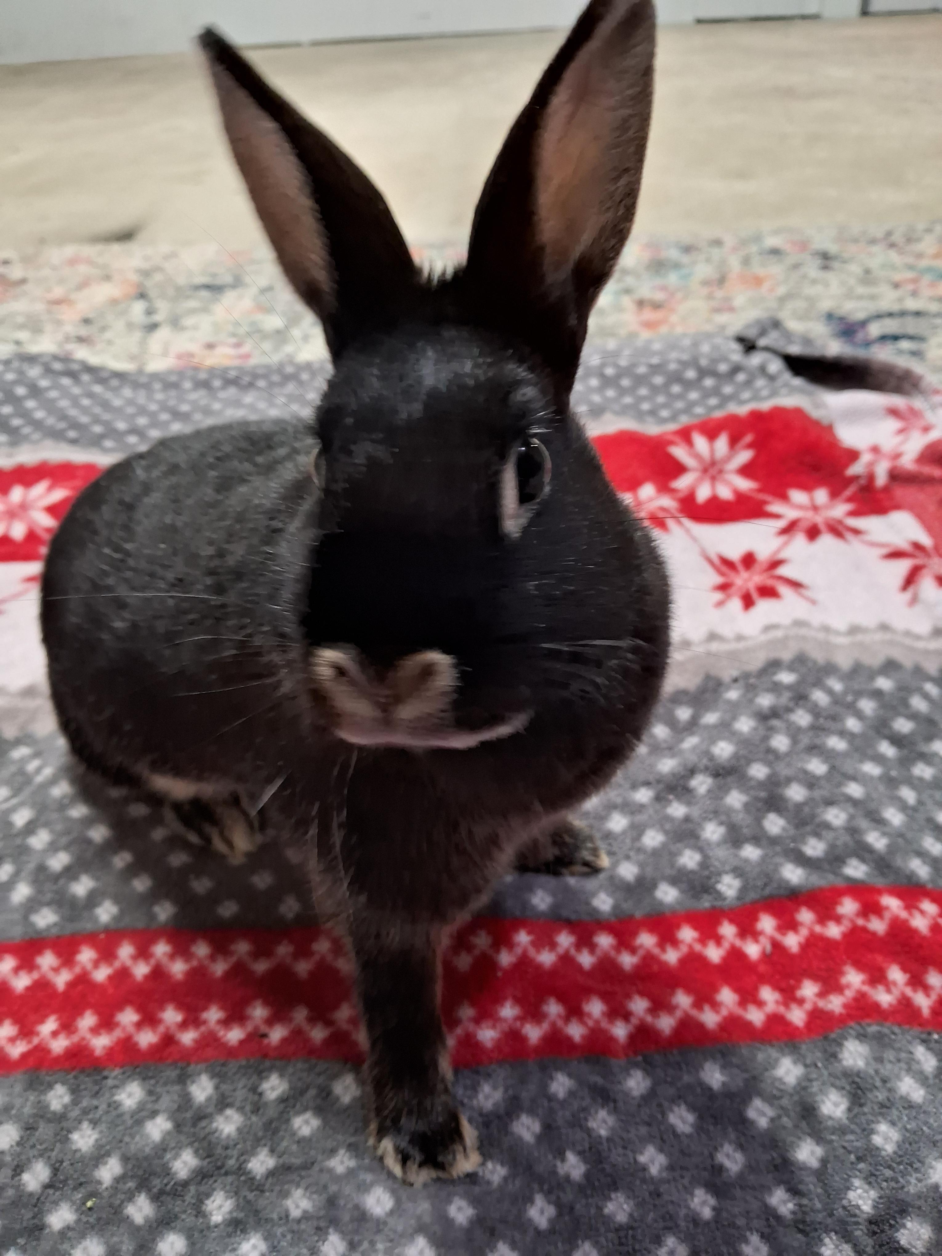 Enlarge Poppy, a Adoptable Tan in Grand Rapids, MI image 6/6