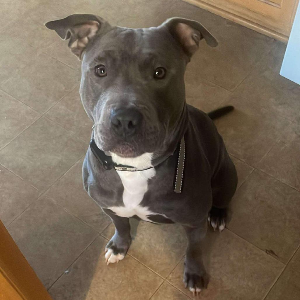 Beetlejuice, Adoptable, Young Female American Staffordshire Terrier.