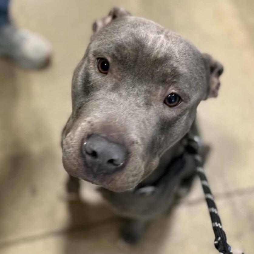 Beetlejuice, a Adoptable American Staffordshire Terrier in Flintstone, MD image 2/6