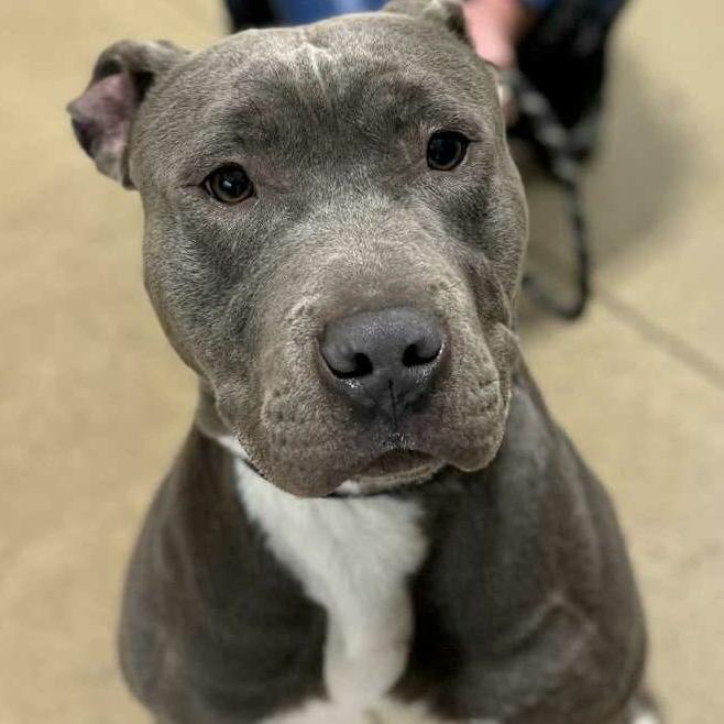 Beetlejuice, a Adoptable American Staffordshire Terrier in Flintstone, MD image 3/6