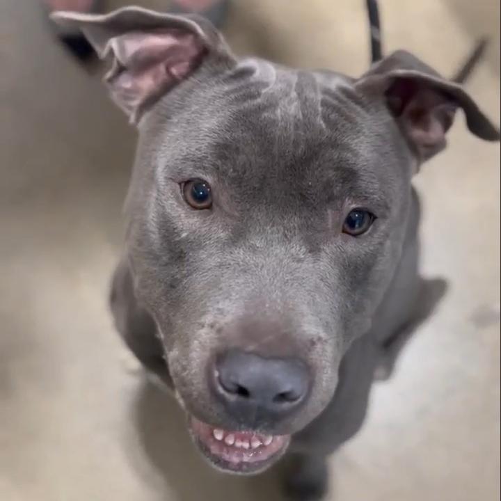 Beetlejuice, a Adoptable American Staffordshire Terrier in Flintstone, MD image 4/6