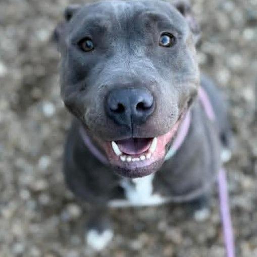 Beetlejuice, a Adoptable American Staffordshire Terrier in Flintstone, MD image 5/6