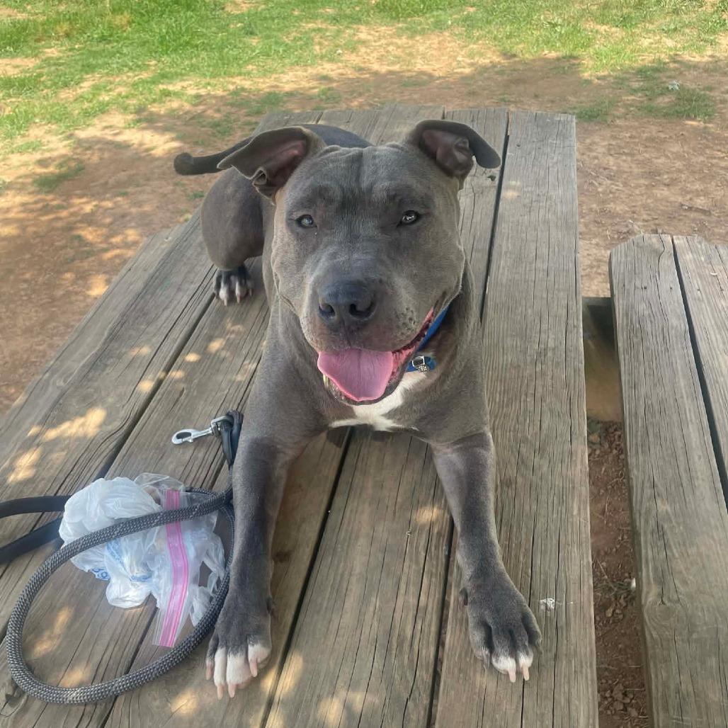 Beetlejuice, a Adoptable American Staffordshire Terrier in Flintstone, MD image 6/6