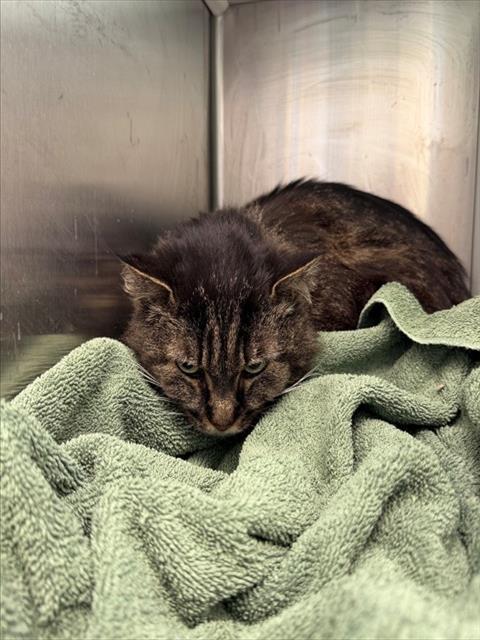 GRACIE, Adoptable, Adult Female Domestic Long Hair.