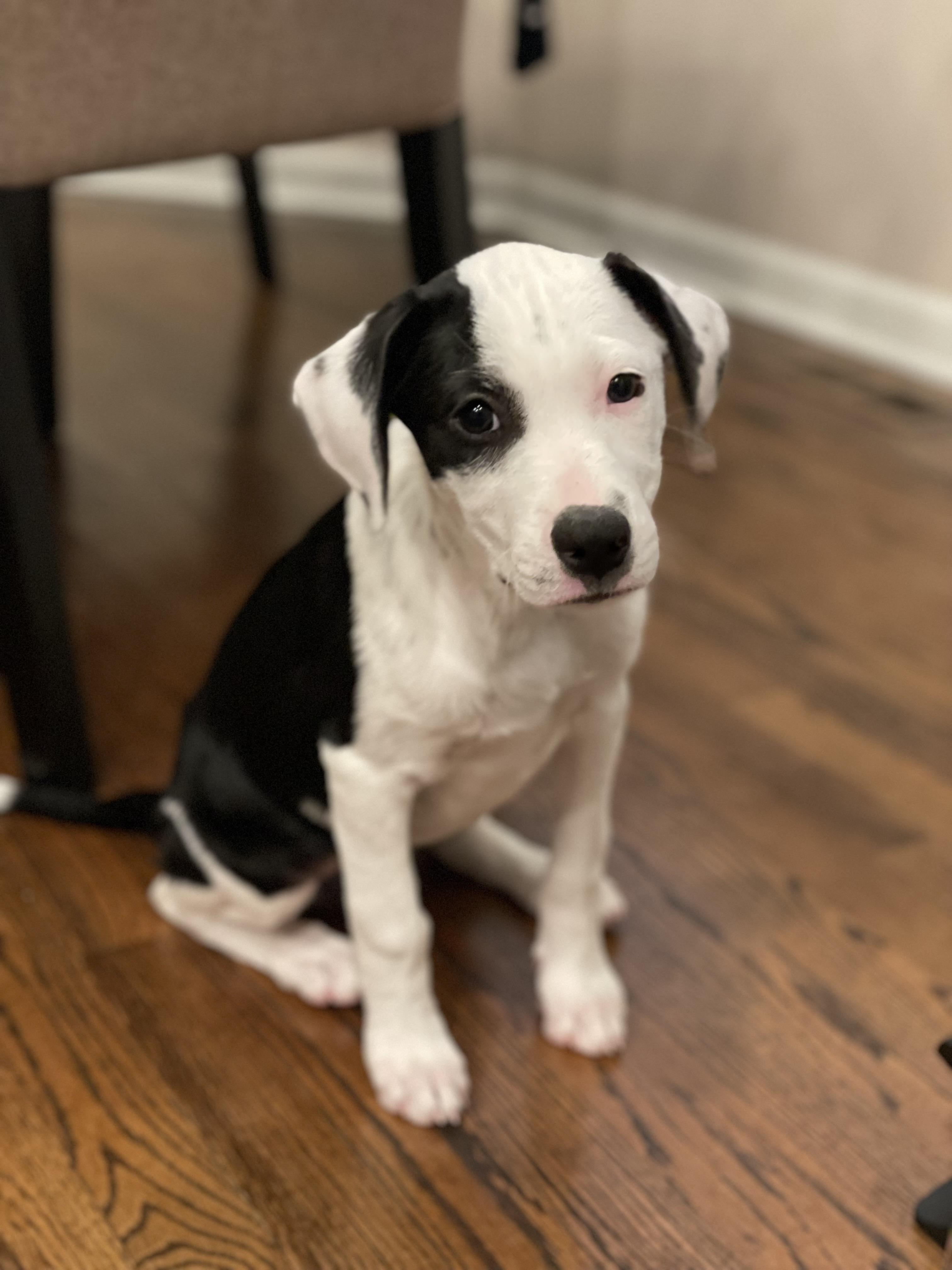 Ophelia, Adoptable, Puppy Female Labrador Retriever.