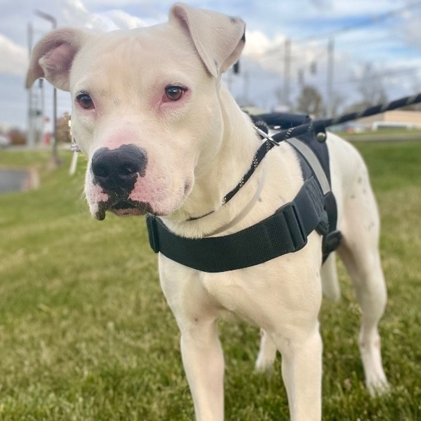 Pax, Adopted, Adult Male Mixed Breed.