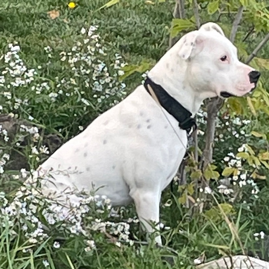 Enlarge Pax, a Adopted Mixed Breed in Detroit, MI image 2/4