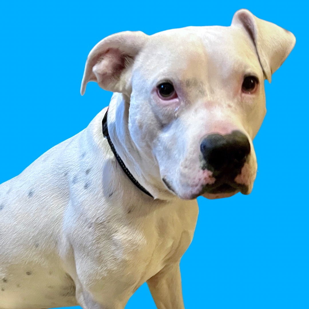 Enlarge Pax, a Adopted Mixed Breed in Detroit, MI image 3/4