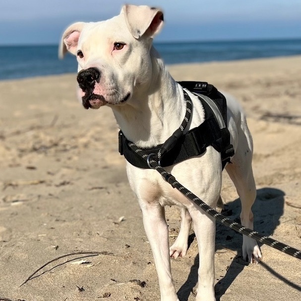 Enlarge Pax, a Adopted Mixed Breed in Detroit, MI image 4/4