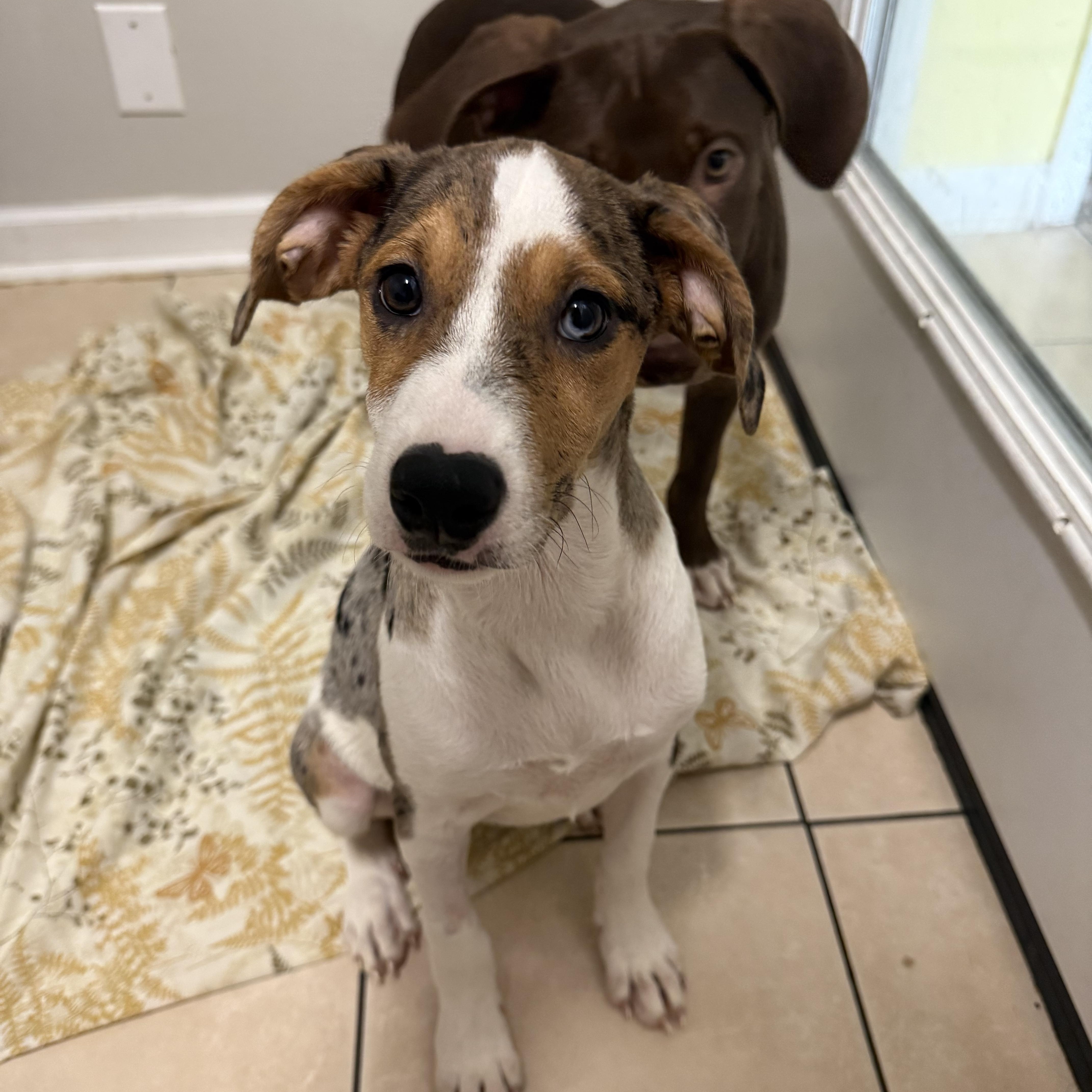 Powder, Adoptable, Puppy Female Great Dane.