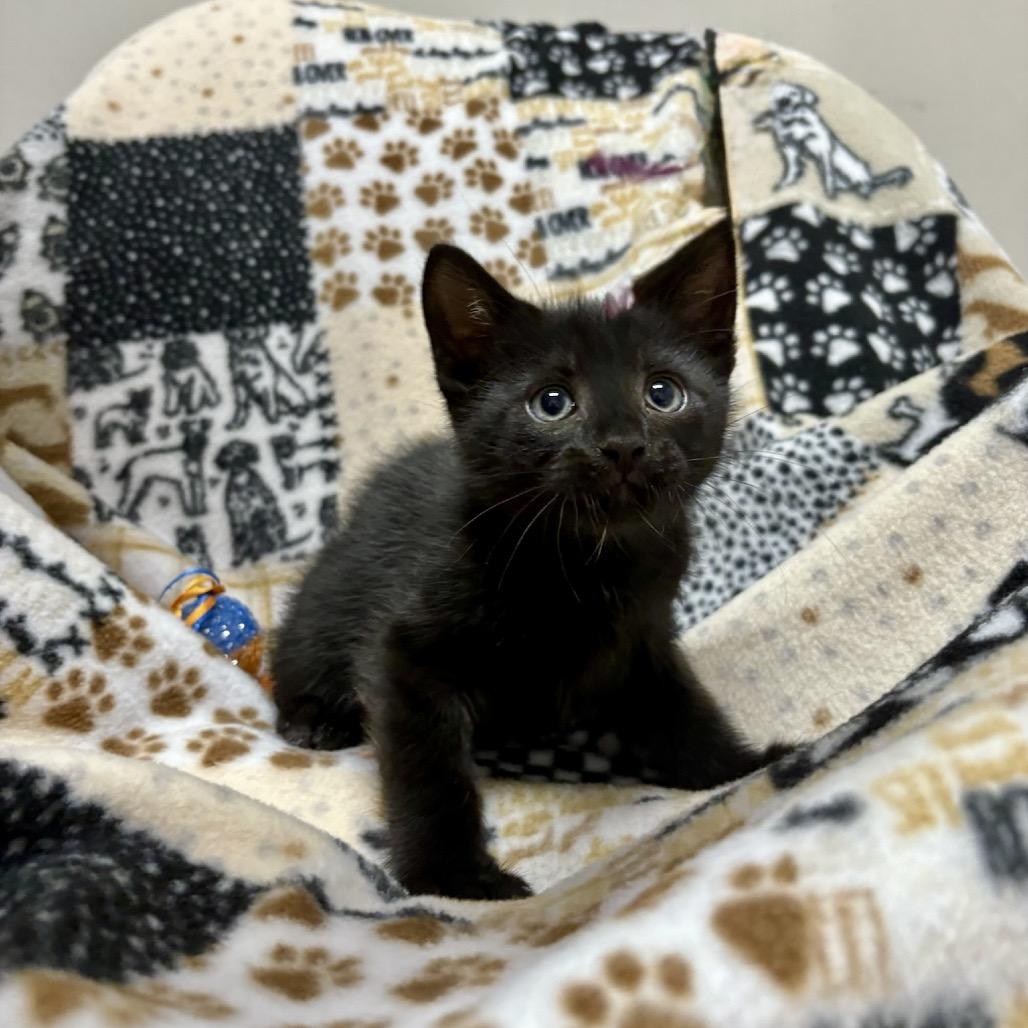 Wings, a Adoptable mixed breed in Fort Collins, CO image 1/2