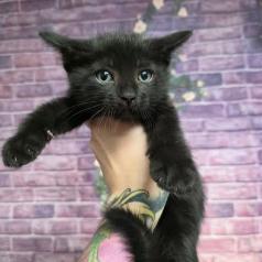 Wings, a Adoptable mixed breed in Fort Collins, CO image 2/2