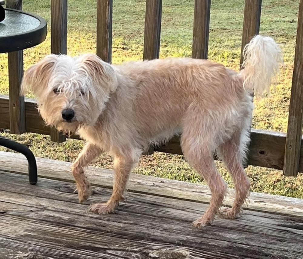 Enlarge Tilly, a Adopted mixed breed in Milton, GA image 1/5