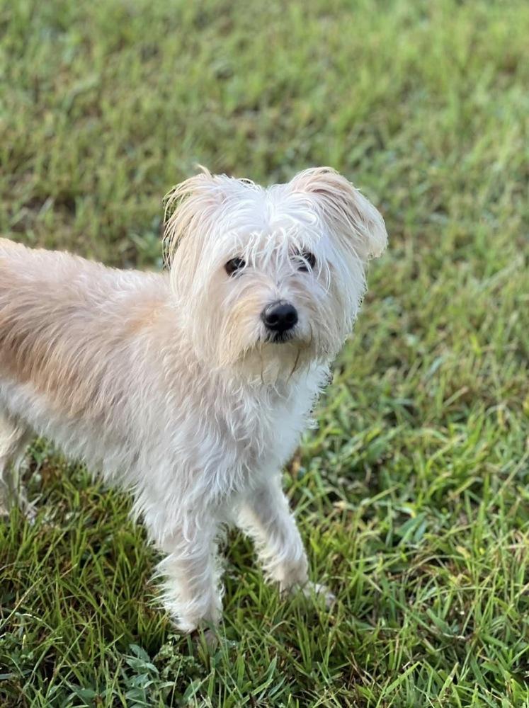 Enlarge Tilly, a Adopted mixed breed in Milton, GA image 2/5