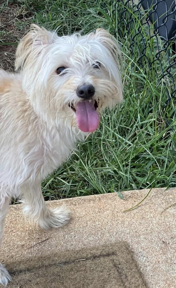 Enlarge Tilly, a Adopted mixed breed in Milton, GA image 3/5