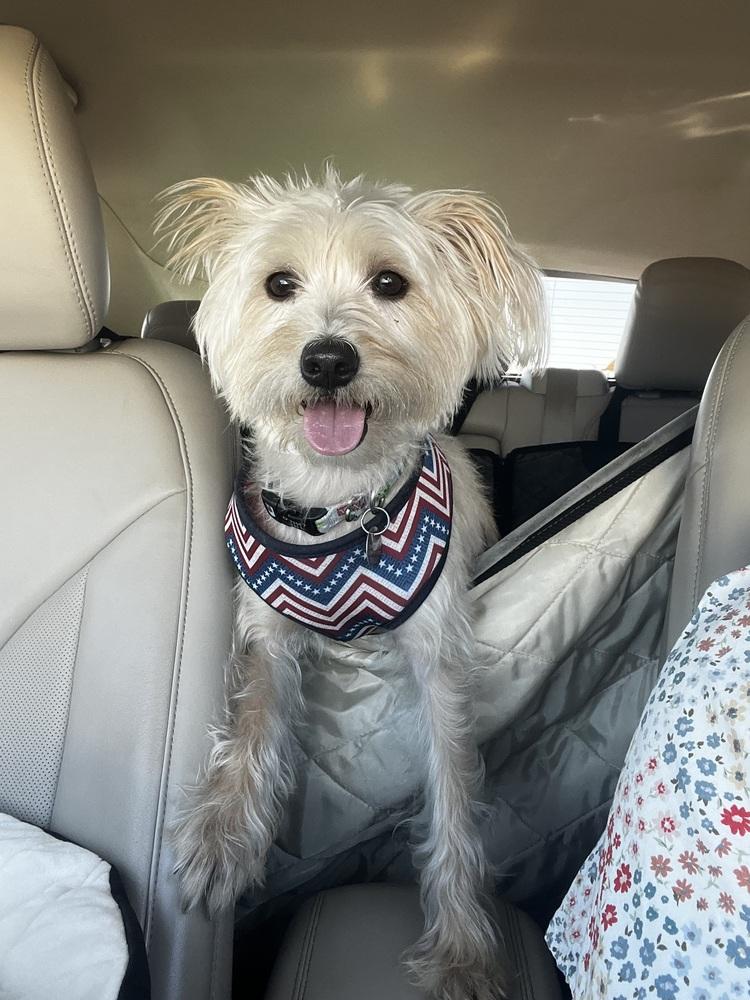 Enlarge Tilly, a Adopted mixed breed in Milton, GA image 4/5