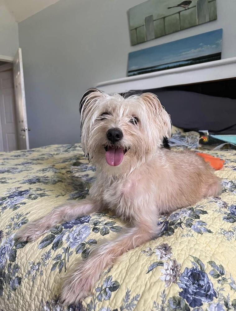 Enlarge Tilly, a Adopted mixed breed in Milton, GA image 5/5