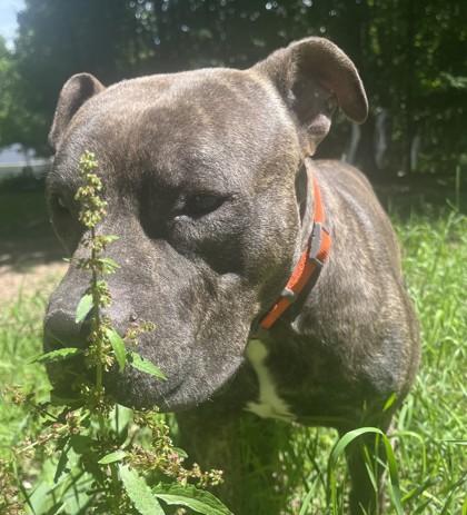Enlarge Tyson, a ADOPTABLE Pit Bull Terrier in Boyne City, MI image 1/1