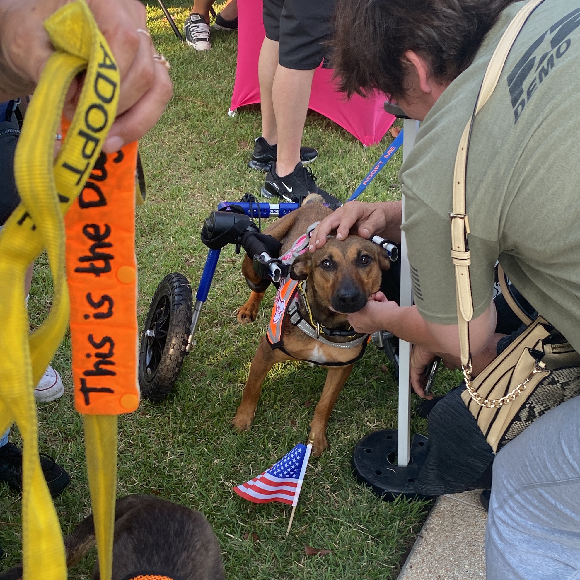 Glitter SHINES, a Adoptable mixed breed in Londonderry, NH image 3/6