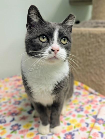 Handsome thumbnail 2