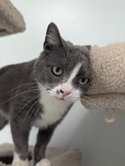 Handsome thumbnail 3