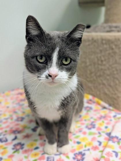 Handsome thumbnail 4