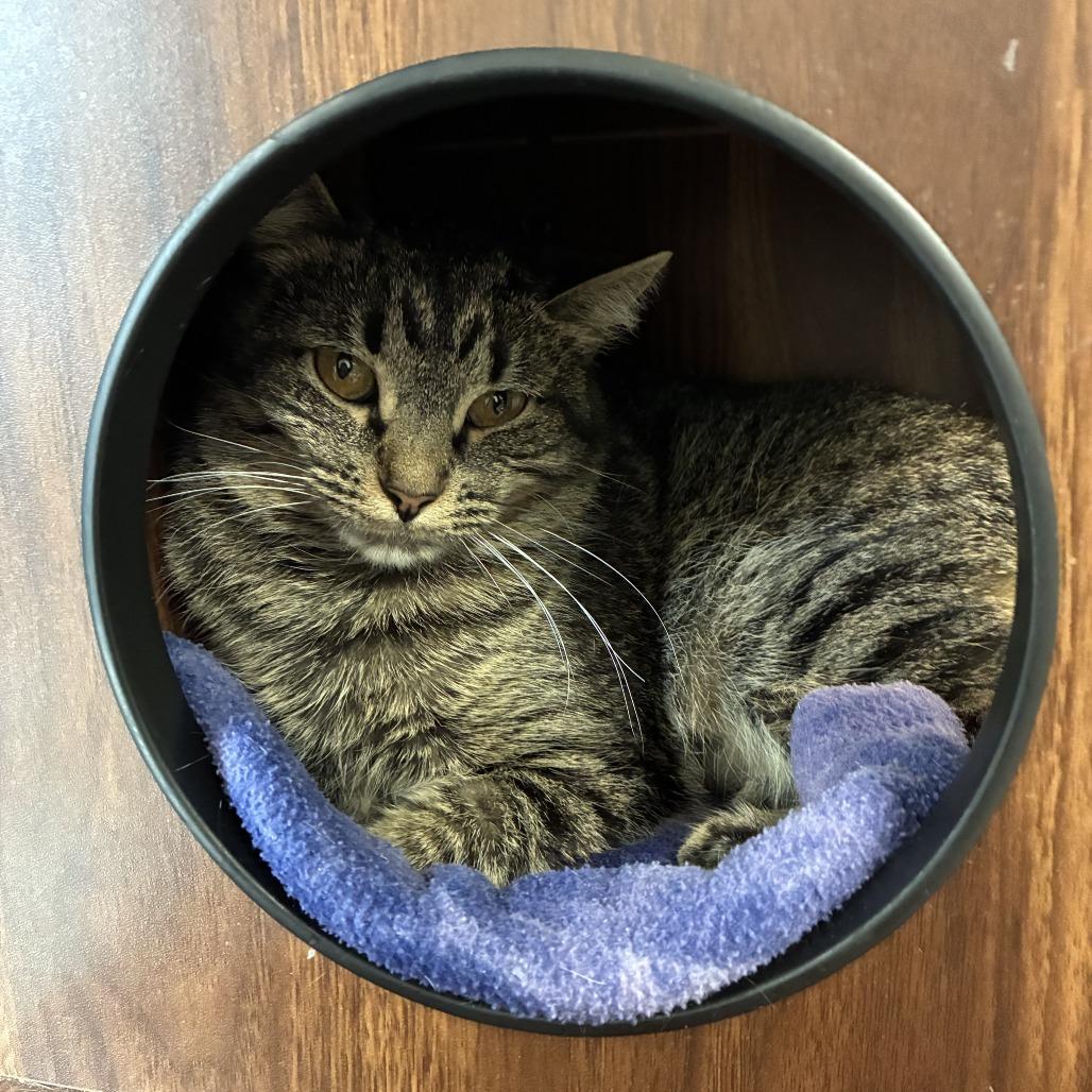 Minnie NM, Adoptable, Adult Female Domestic Short Hair.