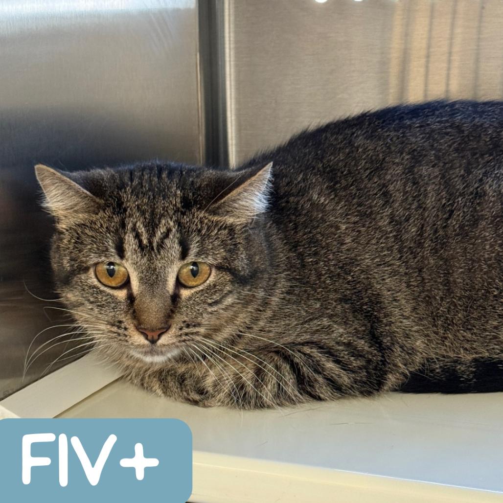 Enlarge Minnie NM, a Adoptable Domestic Short Hair in Denver, CO image 2/6