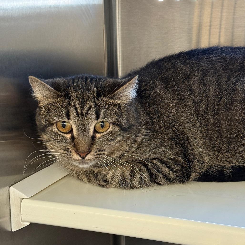 Enlarge Minnie NM, a Adoptable Domestic Short Hair in Denver, CO image 3/6